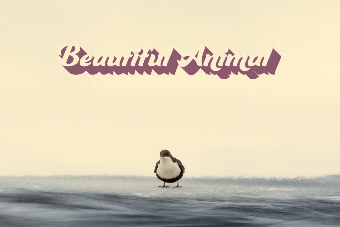 Beautiful Animal - Beautiful Animal