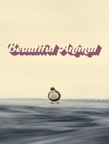 Beautiful Animal - Beautiful Animal