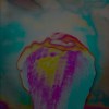 Tarn PK - Simple Love | Mellifluous